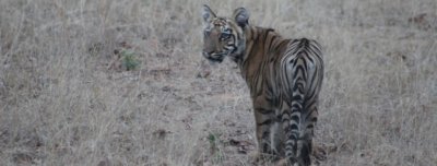 The Eye Of The Tiger – Team Travels in Tadoba